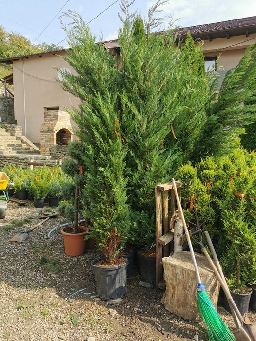 Vând palmier rezistent la frig