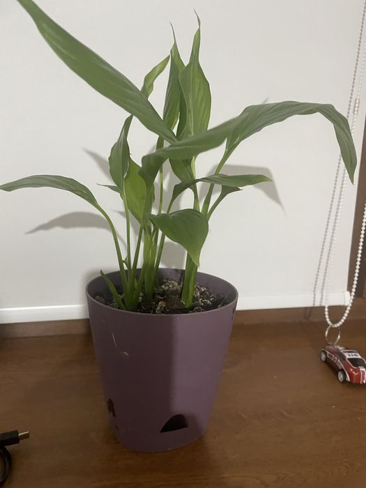 Комнатные цветы