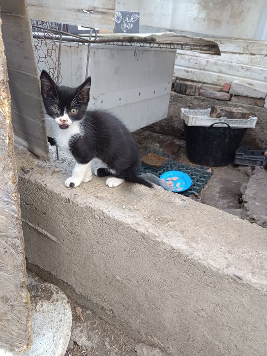 Pisoi care caută casă