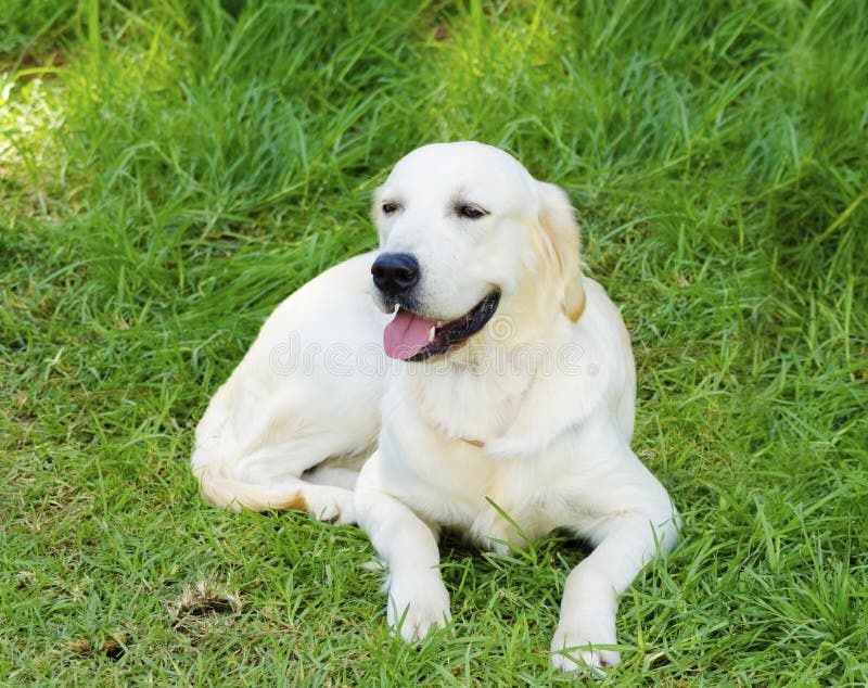 Продается или обмен лабрадор девочка