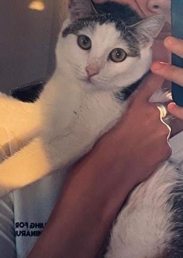 Кошка классная 145