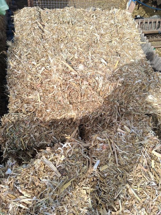 Ciocani  , porumb si orzoaica