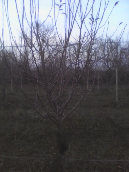 Taieri pomi fructiferi,arbusti,mur,coacaz,zmeur,trandafir,vita de vie