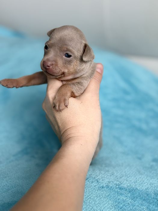 Той-терьер щенки с документами