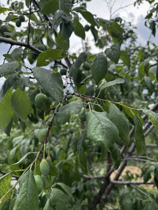 Продам дом на два хозяина