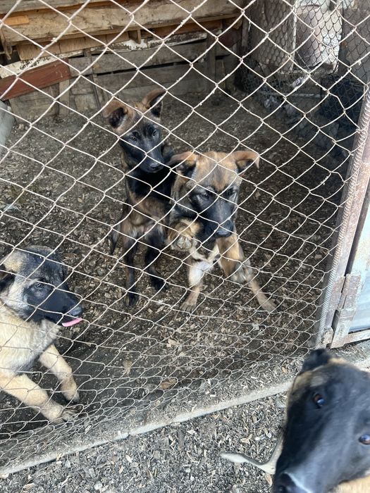 Сатылады кушык белгиски овчарка