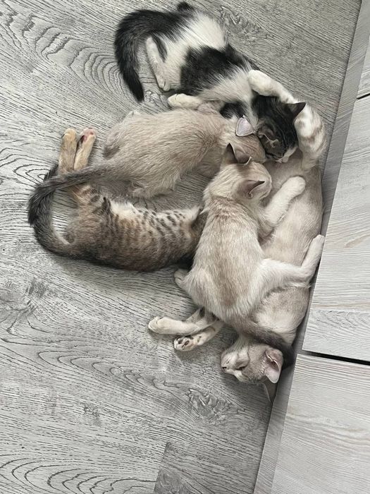 Отдадим котят в добрые руки