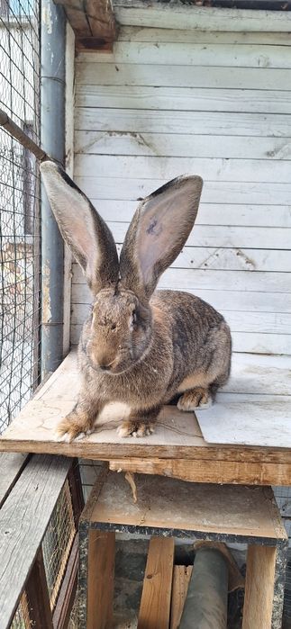 Белгийски великани