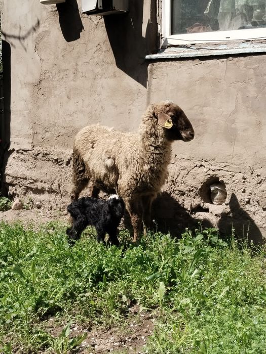 Козылы кой сатылады жас мал