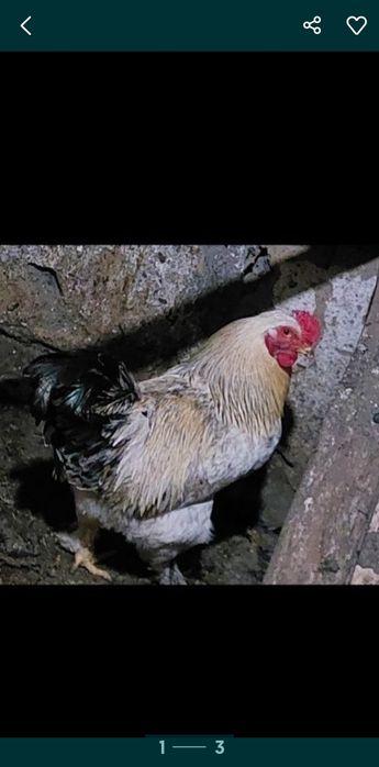 Продам 2 домашних курей и 1 годовалого петушка брама.