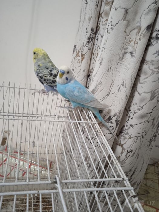 Сотилади ручной попугай