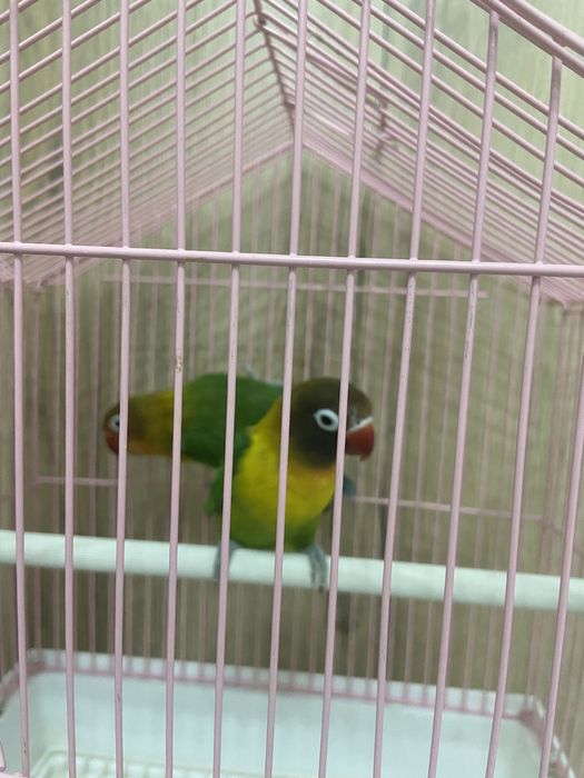 Попугай 2шт вместе с клеткой