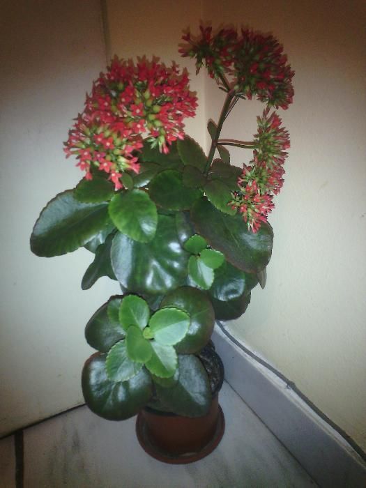 Цвете Каланхое - стайно растение