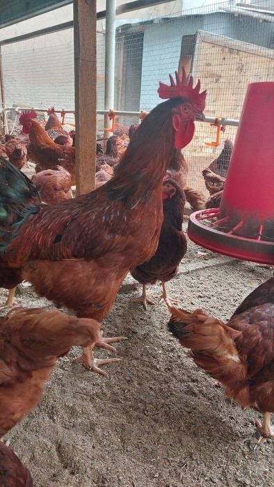 Инкубационный куриные яйца Han-Hyap корейская пароды