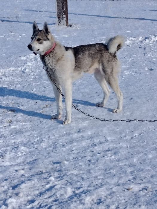 Лайка продается звоните