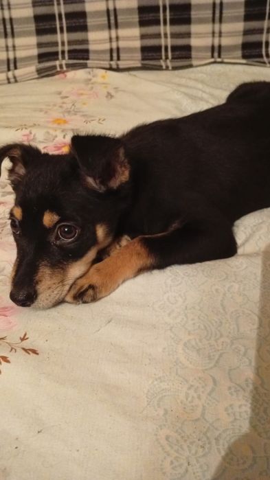 Отдам в добрые руки