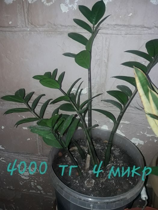 Продам   цветы  комнатные