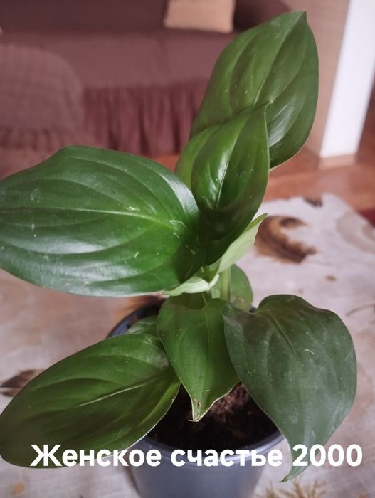 Продам комнатные растения