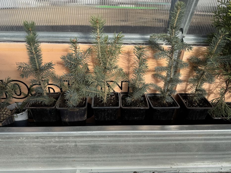 Продам ели голубые