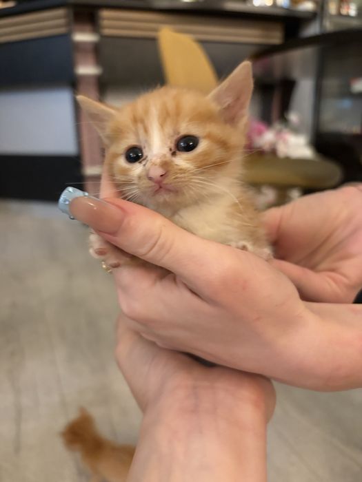 Котенца за осиновяване