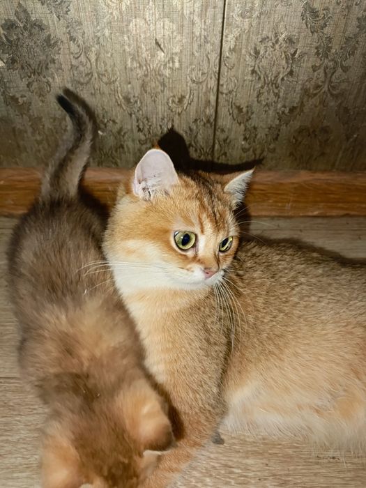 Пародистые котята