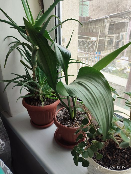 Комнатные цветы недорого