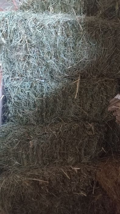 Сено, Салома, Клевер.