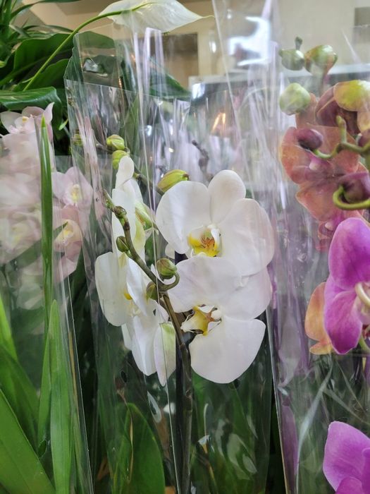 Орхидеи. Фаленопсис