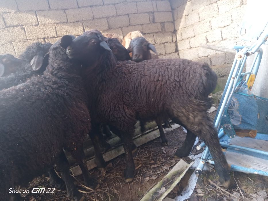 qoy Qoʻzi qoʻchqorlar sotiladi