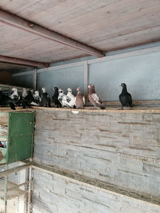 Vând voiajor stil vechi( duduros)