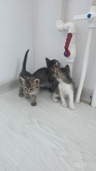 Бесплатно кыз пышыклар бар