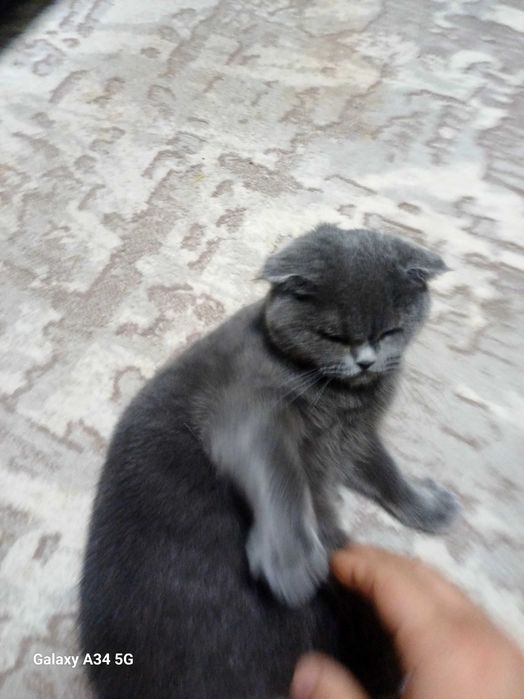 Mushuk scottish fold