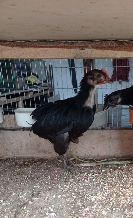 Aym cemani va qora shahzoda joʻjalari sotiladi