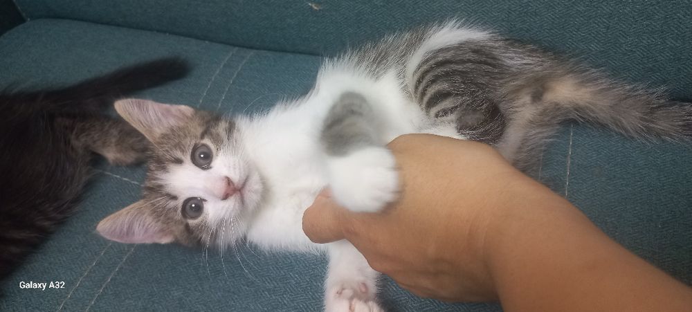 Котята в добрый руки