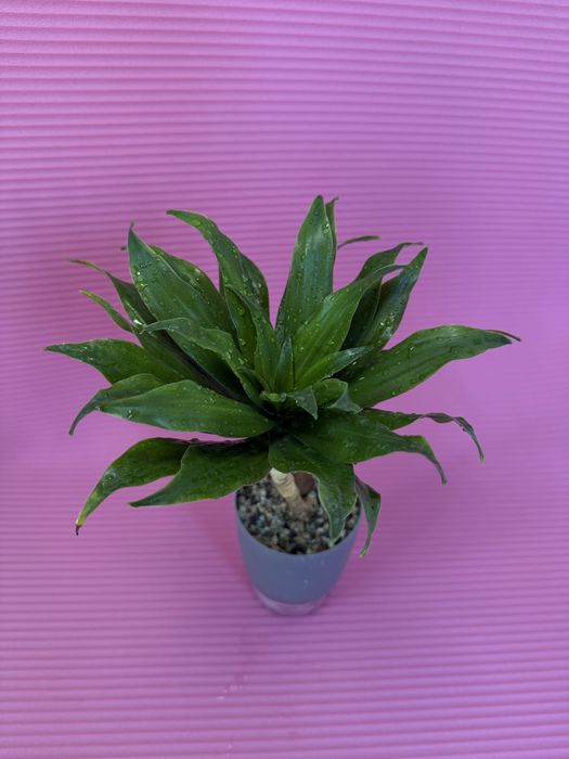 драцена фрагранс компакта