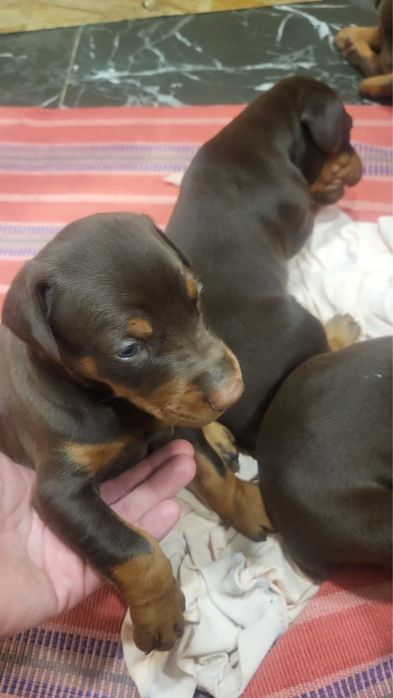 Щенки Доберман 1 месяц, все документы