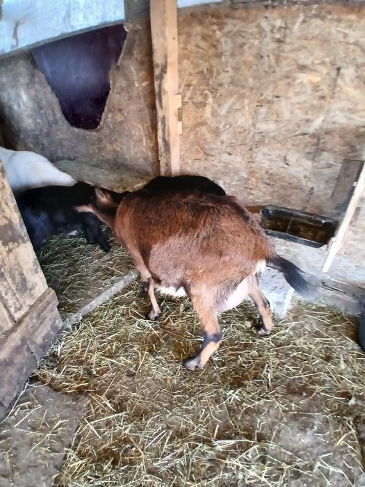 Vând capră  si ieduta alpina franceză