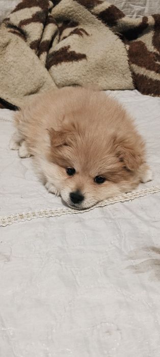 Продавам.куче на2 месеца