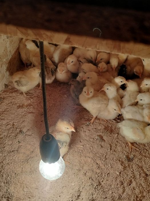 Pui găină și pui prepelițe