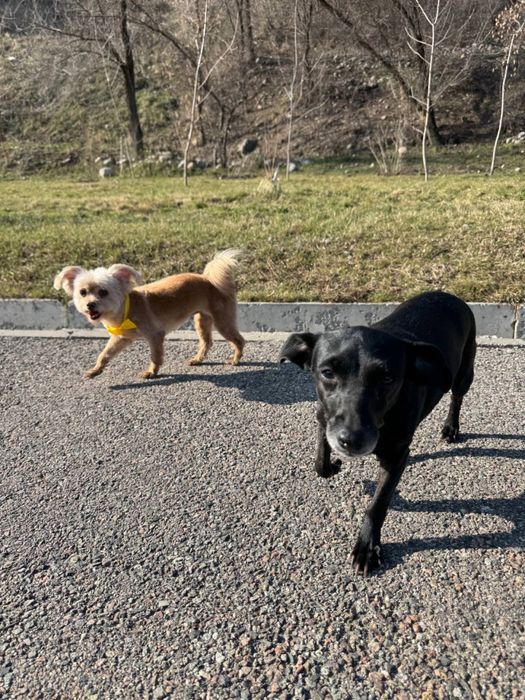 Ищу хозяев для собак