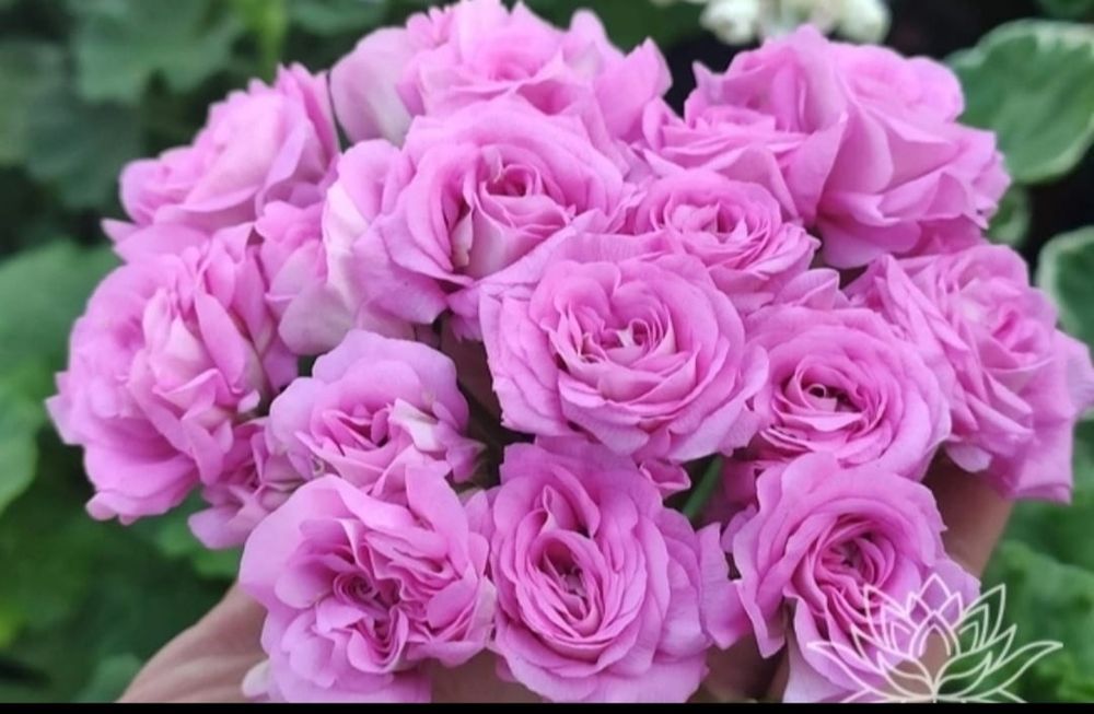 Сортовые пеларгонии