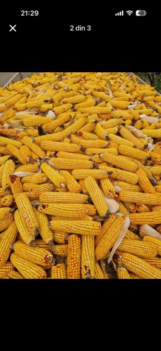 Vand porumb stiulete sau boabe