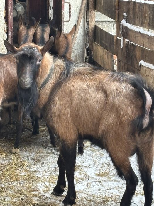 Tap alpin francez de vanzare