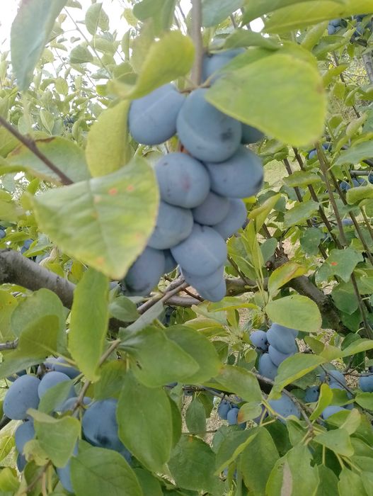 Prune de masa de vânzare