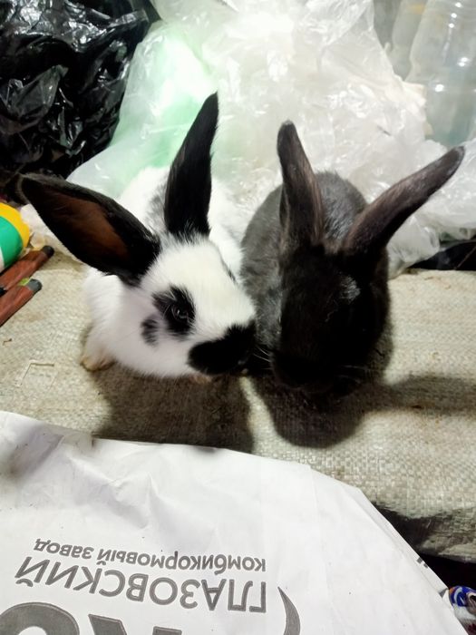 Продаются крольчата