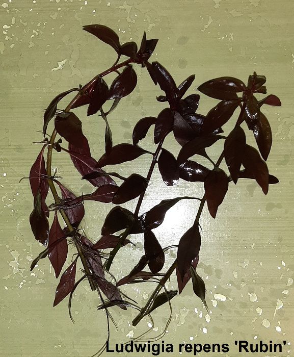 Аквариумни растения