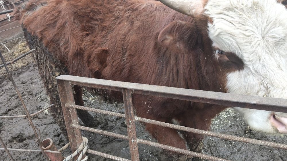 Продам бычка 1 год 2 месяца