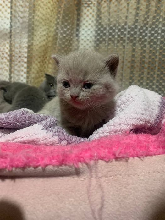 Готовятся к продаже котята скоттиш страйк