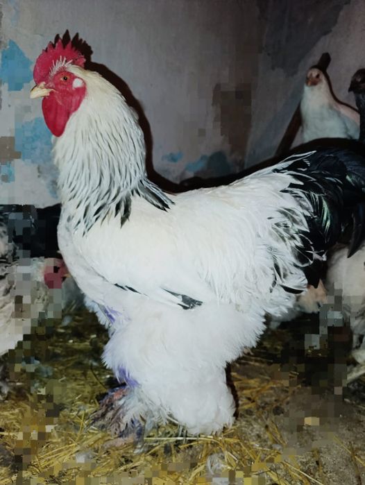 Петух брама 1,5 года