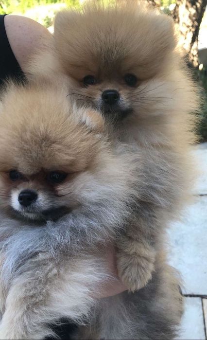 Бронь на щенков шпиц